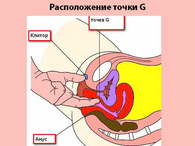 Место положения точки G Схематический рисунок