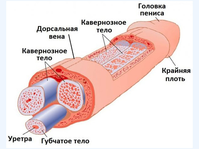 Схематический рисунок