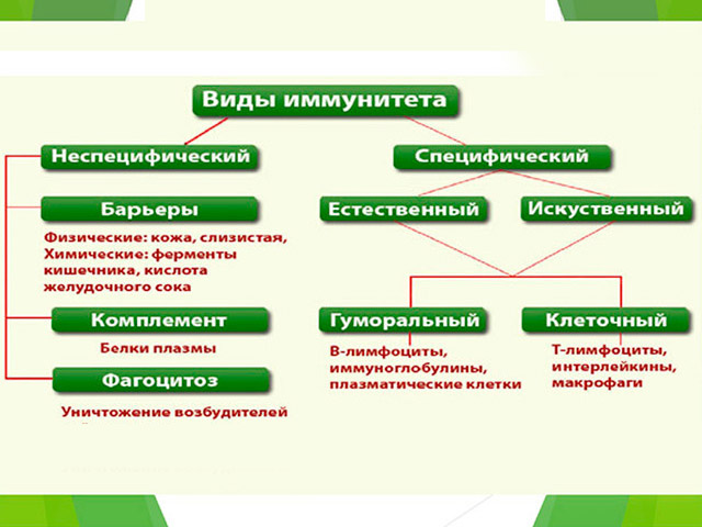 Схематический рисунок
