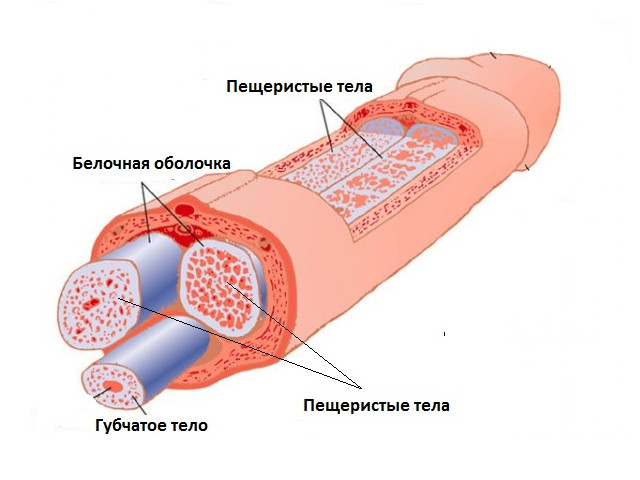 Схематический рисунок